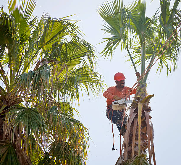 The Steps Involved in Our Tree Care Process in St Maries, ID